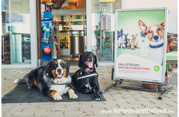 Mikrochip-leolvasókkal segíti az elkóborolt kutyák hazajutását a MOL