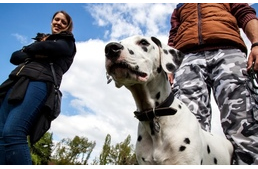 Pöttyös party a Duna-parton - Ilyen volt a tavaszi Dalmata Találkozó!