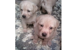 Út a hivatás felé – Ki születik vakvezetőnek?