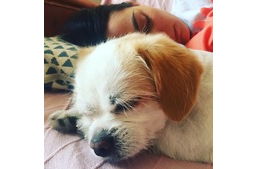 Harcikutya? Engedély, képzettség a kutyához? - Interjú Csemer Boglárkával