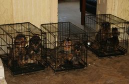 92 tacskó egy házban - szaporítótelepet számolt fel a rendőrség - Frissítve!