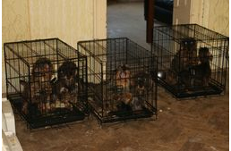 Ítélet született a barcsi szaporítótelep tulajdonosának ügyében