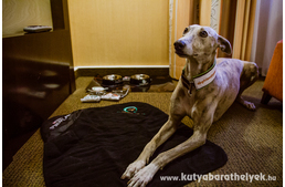 Garancia a kutyatartóknak: mától hivatalosan is kutyabaráttá minősíthetők a szállás- és vendéglátóhelyek