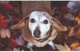 Idős kutya a családban – Gyakori betegségek 1. rész