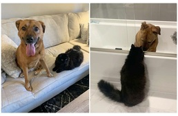 Ilyen egy igazi barát: a cica vigyáz a kutyára, aki retteg a viharoktól