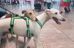 Újabb bántalmazott agarak érkeztek hazánkba