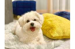 Kutya a lakásban – így lehet foltmentes a kanapéd!