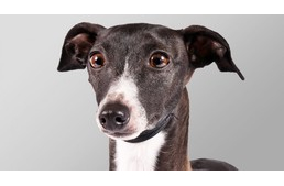 Hipoallergén kutyák - 6 kistestű fajta kutyaszőr-allergiásoknak