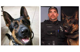 45 évet kapott a rendőrkutya gyilkosa!