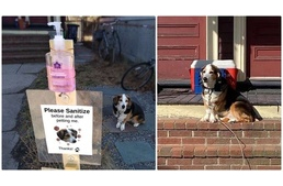 Kézfertőtlenítő állomást kapott a kutya, hogy ne kelljen nélkülöznie a simogatást
