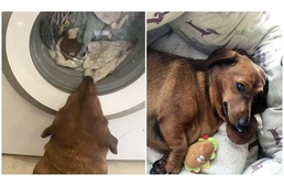 Kiakadt a tacskó, amikor meglátta a mosógépben szeretett játékát