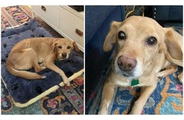 Kiválasztotta új családját: az éjszaka leple alatt osont be a házba a kóbor kutya