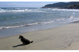 Egy görögországi kóbor kutya megható története