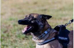 Körte, a drogkereső kutya még pihenés közben is rosszfiúkat buktat le