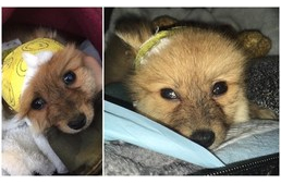 Karácsonyi csoda: gerincsérült kiskutya kapott új esélyt az életre