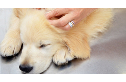 Tippek: így távolítsd el a kullancsot!