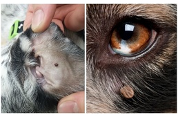 Kullancsveszély: 6 pont a kutya testén, melyet feltétlenül nézz át