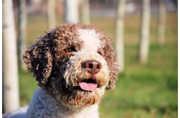 8 elképesztő kutyafoglalkozás munkamániás kutyáknak