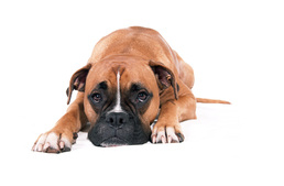 Kutyamérgezések a Dunántúlon