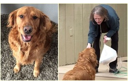 Segítő mancs: kutya viszi házhoz az élelmiszert az idős szomszédnak, aki önkéntes karanténba vonult