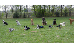 Kutyaparadicsom Kaposváron - ilyen lesz az új kutyafuttató