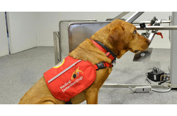 Több ezer ember életét menthetik meg a kutyák egy új módszer segítségével