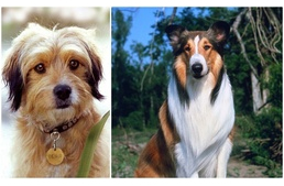 Kutyák a mozivásznon – A filmtörténet 5 ikonikus szereplője