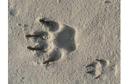 Kedvenceink "ökológiai mancsnyoma" nagyobb mint gondolnánk