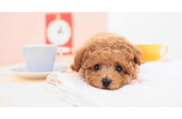 Ilyen az igazi kutyabolondok kávéja!