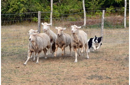 Kutyás birkaterelés Budapest belvárosában?