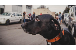 Kutyafalka lepte el Szombathelyet