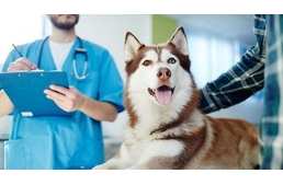 Új kutya érkezik a családba – 8 érv a mielőbbi állatorvosi látogatás mellett