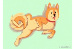 Tanuljunk kutyául! 16 jel kedvencünk könnyebb megértéséhez