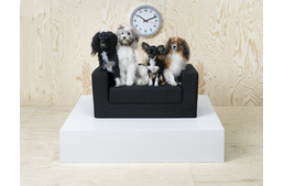 Június közepétől már Magyarországon is elérhető az IKEA kutyáknak és macskáknak tervezett kollekciója