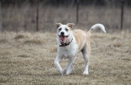 A keverék kutyák tovább élnek