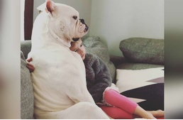 Mentett kutyái segítik a kislánynak feldolgozni édesapja halálát