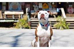 Mentett pitbull lett az amerikai kisváros polgármestere