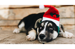 Négylábú szeretetfutár