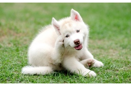 Segítség! Vakarózik a kutyám!