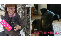 Kalandos hazatérés - a tolvaj udvaráról menekítették ki az üzletközpont elől ellopott kutyát