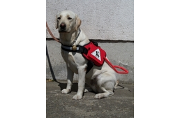 Vakvezető ABC, amit tudni érdemes – S, mint simogatás