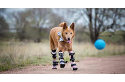Ő a világon az első kutya, aki mind a négy lábára művégtagot kapott
