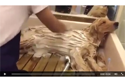 Így még nem élvezte kutya a fürdetést!