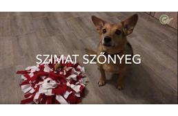 30 napos kutyás kihívás - karácsonyi különkiadás