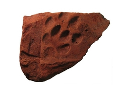 Római kori kutya lábnyomára bukkantak hazánkban!