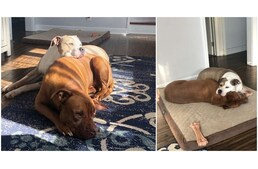 Odahúzta beteg barátjához fekhelyét a kutya, hogy összebújva alhassanak Odahúzta beteg barátjához fekhelyét a kutya, hogy összebújva alhassanak