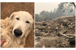Az erdőtűzben is hűségesen őrizte családja kecskéit a hős kutya