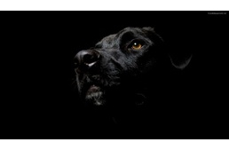 Kutyás hiedelmek, mítoszok