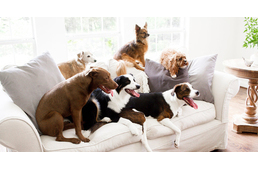 Kúria: A társasház nem tilthatja meg az állattartást, de szabályozhatja a házikedvencek számát