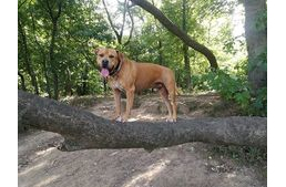 Pitbull segített az eltévedt tacskónak hazajutni!